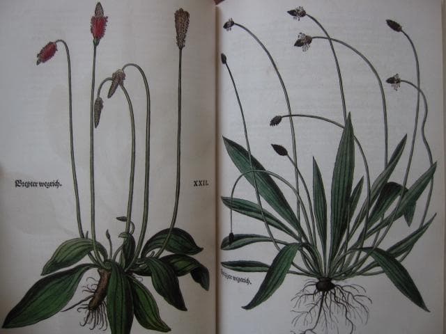 アート・デザイン・音楽 Leonhart Fuchs : The New Herbal of 1543