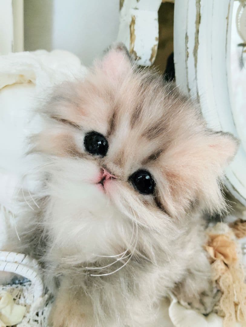 チンチラゴールデン子猫♡まこちゃん♡アートドール♡ぬいぐるみ♡